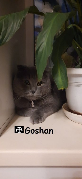 Goshan.thumb.jpg.8ff91111f8f134690197babbf9c0ea21.jpg